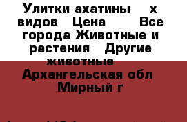 Улитки ахатины  2-х видов › Цена ­ 0 - Все города Животные и растения » Другие животные   . Архангельская обл.,Мирный г.